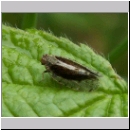 Cixius sp - Glasfluegelzikade 02a.jpg